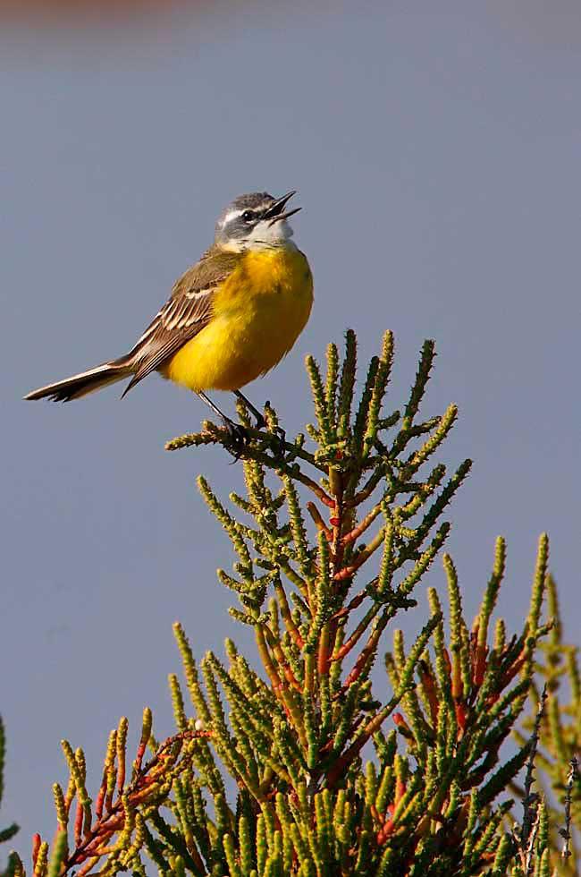 Imagen 9 de la galería de Lavandera boyera - Western Yellow Wagtail